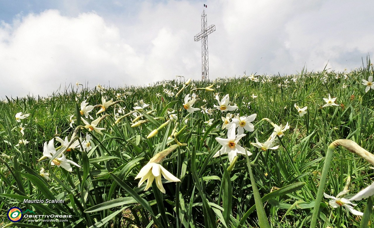 65 Narcisata di vetta....JPG